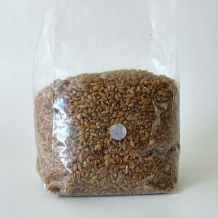 images/productimages/small/sterilized rye berries.jpg